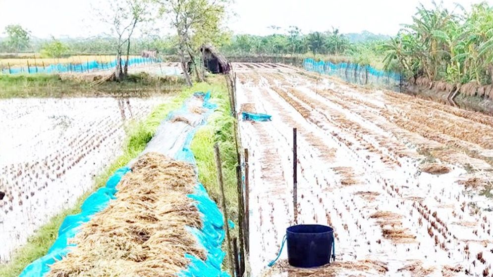 খুলনায় ক্ষতিগ্রস্ত ৮৭৩ হেক্টর জমির ধান-সবজি