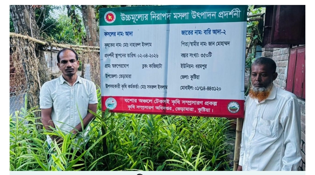 ভেড়ামারায় পরিত্যক্ত জমিতে বস্তায় আদা চাষ